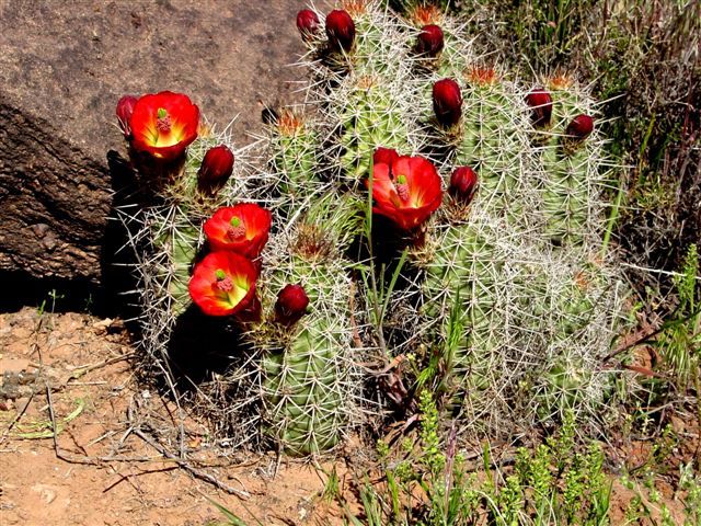 MoabFlowers (1065)